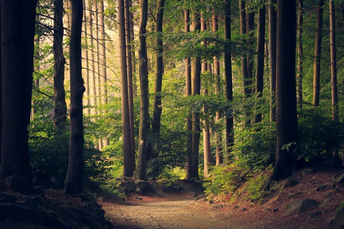 Wood · Pine Forest Suite